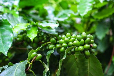 Close-up of fresh green leaves on plant