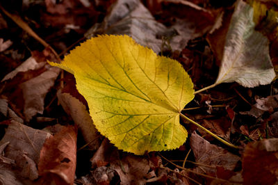 Close-up of yellow maple leaves on field