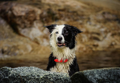 Portrait of wet border collie by rocks