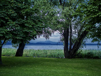 Trees on field