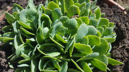 High angle view of cactus plant