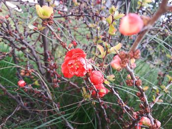 Close-up of red berries growing on tree