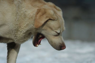 Close-up of a dog