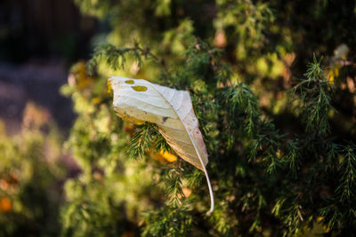 Close-up of butterfly on leaf