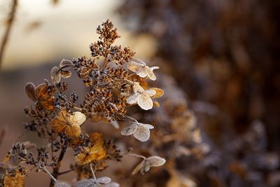 Close-up of dried plant