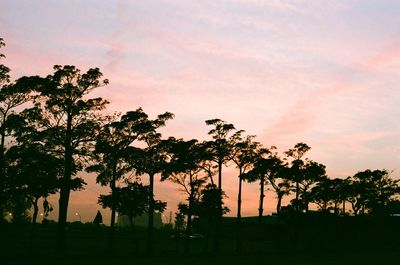 Palm trees at sunset