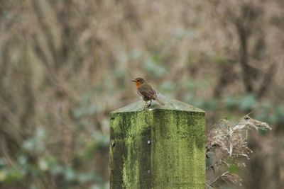 Bird perching on wooden post