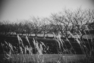 Panoramic shot of trees on field against sky