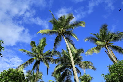 Low angle view of coconut palm trees against blue sky