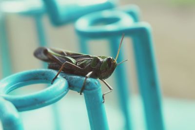 Close-up of an insect