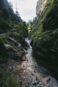 River amidst trees in forest against sky