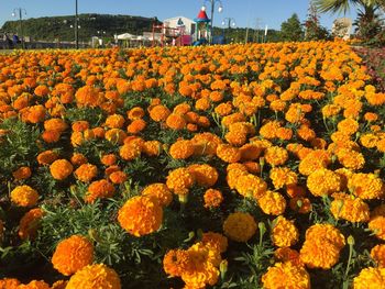 Yellow flowers growing on field