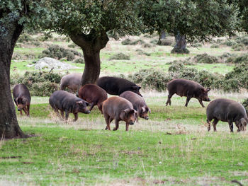 Horses grazing in a field