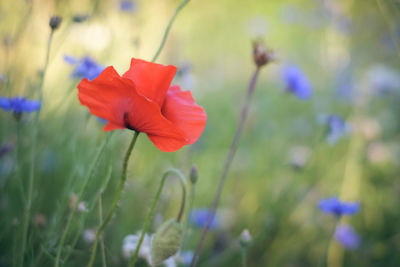 Close-up of red flower blooming outdoors