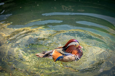 One adult male mandarin duck swimming in lake geneva, switzerland. aix galericulata.