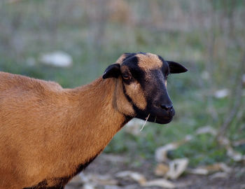 Close-up of a sheep on field