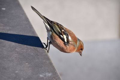 High angle view of bird perching on retaining wall