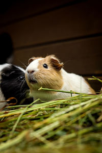  cavia porcellus has a slightly open mouth and looks at its comrades and grinds at the stubborn grass