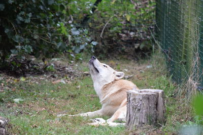 Wolf sitting on field