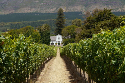 Scenic view of agricultural field by trees and plants