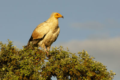 Low angle view of eagle perching on tree