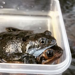 Close-up of frogs