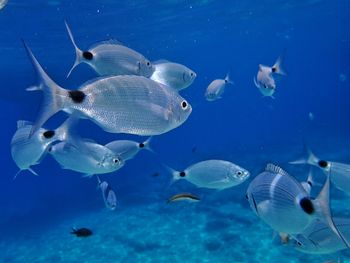 Fish swimming in sea