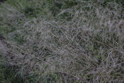 Full frame shot of grass on field