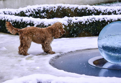 Dog on snow covered field with fountain