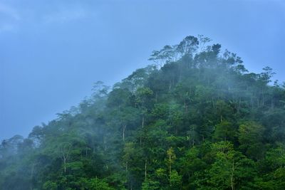 Trees in forest against sky