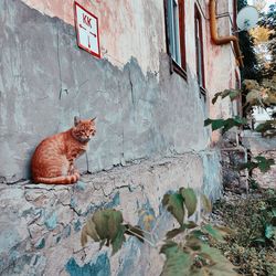 Portrait of a cat sitting on wall