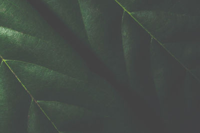 Full frame shot of green leaves