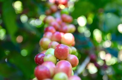 Close-up of coffee beans growing on plant