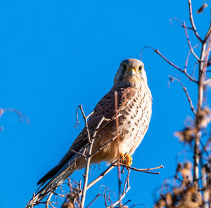 Low angle view of bird perching on branch against blue sky