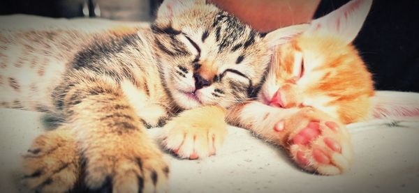 Close-up of cat sleeping