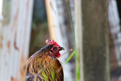 Close-up of rooster