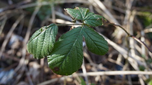 Close-up of leaves