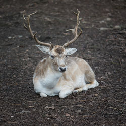 Portrait of deer