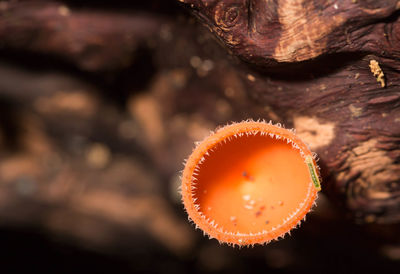 Close-up of a mushroom