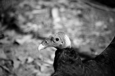 Close-up of a bird looking away