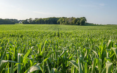 Scenic view of agricultural field of corn against sky