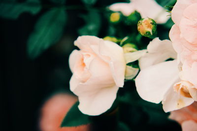 Close-up of white flowering plant