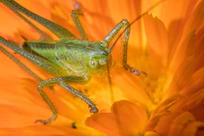 Beautiful grasshopper displays its wonderful structure of patterns and colors while perching.