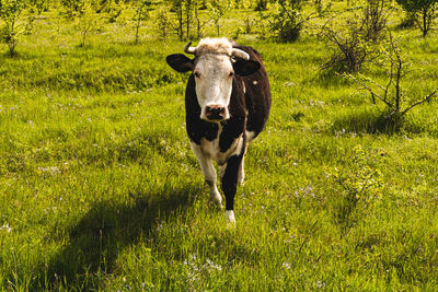 Portrait of cow standing in field