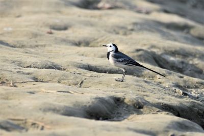 Bird perching on rock