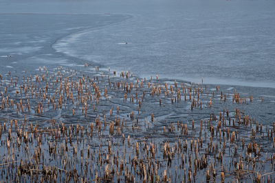 High angle view of wooden posts on beach