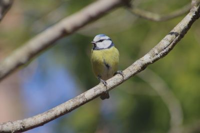 Close-up of bird perching on tree