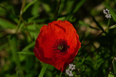 Close-up of red poppy flower