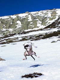 Dog running on snow covered mountain against sky