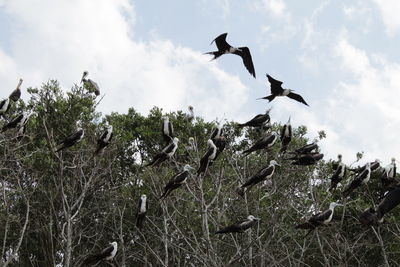 Low angle view of birds flying in the sky